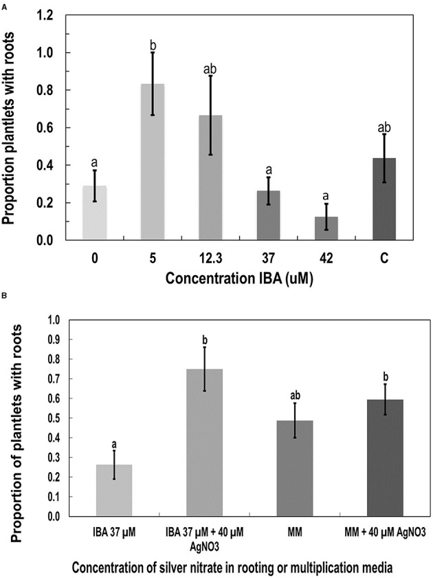 The effect of additives to the MS salts medium on root development in plantlets of genotype MBD derived from nodal stem segments after 4 weeks of growth. Additives were (A) indole-3-butyric acid IBA, (B) silver nitrate (AgNO3), compared with MM as a control. Statistical analysis was performed by Tukey's HSD test with significance at p < 0.05. Bars followed by different letters indicate significant differences.