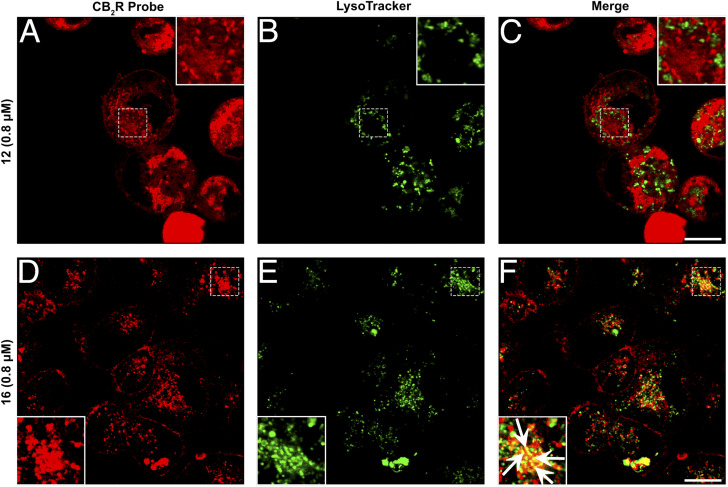 Co-staining studies utilizing super-resolution confocal microscopy images of hCB2R-CHO cells. (A–F) Double-staining of hCB2R-overexpressing CHO cells exposed for 15 min with 12 (A) or 16 (D) together with LysoTracker, a lysosome marker (B and E, green). Merged images are shown in the panels (C) and (F). The superimposition of the two stainings revealed that 12 and LysoTracker did not colocalize, while 16 and LysoTracker partially co-stained in several dot structures (white arrows in the magnified box). The images are representative of three independent experiments, and in each case, five fields were examined. Scale bars, 10 μm.