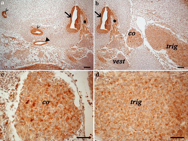 Photomicrographs of the developing inner ear and associated/adjacent nervous structures. Empty arrowheads indicate semi-circular canals (a, b); Full arrowhead indicate the endo-lymphatic sac (a); Arrow indicates the saccular area (a, b); Asterisk indicates the vestibulocochlear nerve immunostained fibres (a, b). while the trigeminal (trig) and the cochlear (co) ganglia showed cytoplasmic labelling, the vestibular ganglion (vest) was negative to CB1R presence. c high magnification of the cochlear (co) ganglion; d high magnification of the trigeminal (trig) ganglion. Scale bars are equal to 100 µm in a, b and to 50 µm in c, d
