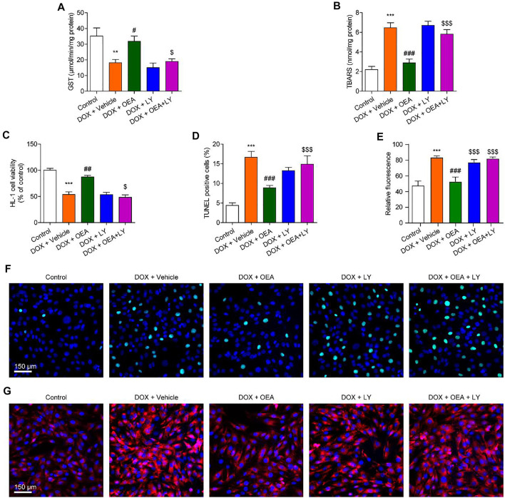 Inhibition of the PI3K-Akt signaling blocks the protective effects of OEA in cardiomyocytes. HL-1 cells were treated with 0.1% DMSO, OEA (30 μM) and LY294002 (10 μM) for 30 min. Cells were then treated with DOX (2 μM) for 24 h. Levels of (A) GST (B) TBARS and (C) cell viability was assessed in HL-1 cardiomyocytes. (D) TUNEL positive cells shown in (F) were counted. (E) Fluorescence quantification for caspase three in (G) were calculated. (F) TUNEL staining of HL-1 cardiomyocytes. (G) Immunofluorescence staining of caspase three in HL-1 cardiomyocytes. Data are expressed as mean ± SEM, n = 4. ***, p < 0.001 vs. control. #, p < 0.05; ##, p < 0.01; ###, p < 0.001 vs. DOX + vehicle. $, p < 0.05; $$, p < 0.01; $$$, p < 0.001 vs. DOX + OEA.