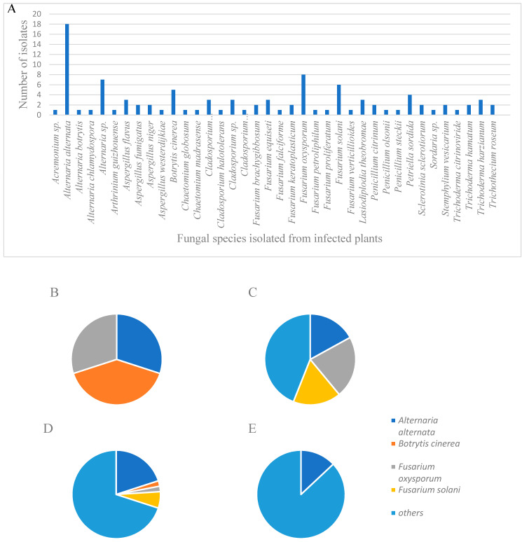 (A) Fungal species that were isolated from infected plant material from commercial farms throughout Israel. The four most frequent fungi that were isolated included Alternaria alternata, Botrytis cinerea, Fusarium oxysporum, and F. solani. (B–E) Pie charts of isolated fungi, with emphasis on the four most common fungi that were isolated (Alternaria alternata, Botrytis cinerea, Fusarium oxysporum, F. solani and others) during different seasons: (B) spring (March–May), (C) summer (June–August), (D) autumn (September–November) and (E) winter (December–February).