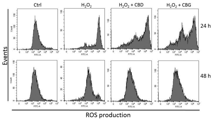 Reactive oxygen species (ROS) production in CTX-TNA2 astrocyte cell line exposed to 1000 nM CBD and 1 nM CBG and challenged with H2O2 for 24 and 48 h. One representative experiment out of three independent experiments is shown (n = 3).