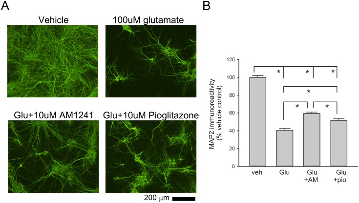 Pretreatment with AM1241 or pioglitazone preserved MAP2-immunoreactivity following exposure to glutamate in neuronal culture.(A) Photomicrographs of MAP2+ neurites in primary cortical cultures. MAP2-immunofluorescence was greatly diminished after exposure to glutamate. Pretreatment with AM1241 or pioglitazone attenuated the glutamate-related loss of MAP2 immunoreactivity. (B) Quantitation of MAP2-immunofluorescent pixel density. Glutamate significantly reduced MAP2- immunofluorescence pixel density in cortical cultures. AM1241 was more potent than pioglitazone to antagonize glutamate-mediated loss of MAP2 immunoreactivity. (*p<0.05, one-way ANOVA).