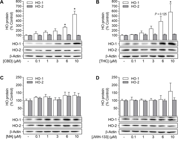 Effect of cannabinoids on HO-1 and HO-2 protein expression in HUASMCCells were incubated for 24 h with CBD (A), THC (B), R(+)-methanandamide (MA) (C) or JWH-133 (D) at the indicated concentrations. Following incubation, cells were harvested and lysates were analyzed for protein expression of HO-1 and HO-2. Protein expression values were normalized to β-actin. Percentage of control represents comparison with the respective vehicle-treated time-matched group (set as 100%), according to densitometric analysis. Western blot images are representative of each experiment. Values are means ± SEM of n = 4 (A, HO-1), n = 5 (A, HO-2) or n = 3 (B, C, D) experiments. *P < 0.05 vs. time-matched vehicle control; one-way ANOVA plus Dunnett post hoc test.