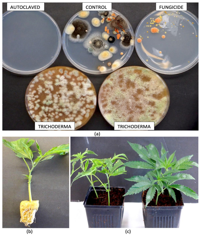 Treatments applied to the cocofibre growing substrate to alter the endophytes in cannabis cuttings. The substrate was autoclaved, received a drench of Luna fungicide, or was amended with formulations of Trichoderma found in Rootshield® and Asperello® after autoclaving. The substrates were then allowed to incubate under ambient laboratory conditions for 7 days before dilution plating was conducted to determine the background levels of mycoflora compared to the untreated control. In (a), the Petri dishes show microbial growth 5 days after dilution plating from each treatment. Note that there was no growth in the autoclaved substrate, while fungicide application reduced all fungal colonies compared to the control. In (b), rooted cuttings were inserted into the growing substrate following the treatments shown in (a) and then allowed to grow for 4 weeks before tissues were collected for microbiome analysis. (c) Comparison of cuttings inserted into the cocofibre substrate at the time the experiment was initiated (left) compared to after 4 weeks of growth (right). Root and stem tissues were collected, surface-sterilized, and prepared for microbiome analysis.