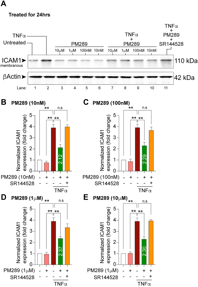 PM289 attenuates TNFα-induced upregulation of ICAM-1. A. hCMEC/D3 cells were treated with 100 ng/mL TNFα for 24 h with or without concentrations with PM289 (10 nM, 100 nM, 1 μM and 10 μM). Controls included untreated cells and cells treated with PM289 only. One group included TNFα, PM289 and SR144528. Cells were harvested in lysis buffer and proteins were separated by SDS-page for Western blot analysis. The adhesion molecule ICAM-1and β-Actin were resolved at 110 and 42 kDa respectively. B–E. Quantification of changes in ICAM-1 expression normalized to the untreated condition for PM289 concentrations 10 nM (B), 100 nM (C), 1 μM (D) and 10 μM (E). For all concentrations PM289 significantly reduced ICAM-1 expression in response to TNFα. Treatment with the CB2R antagonist SR144528 prevented the effects of PM289. All experiments were performed with n=3. **p<0.01.