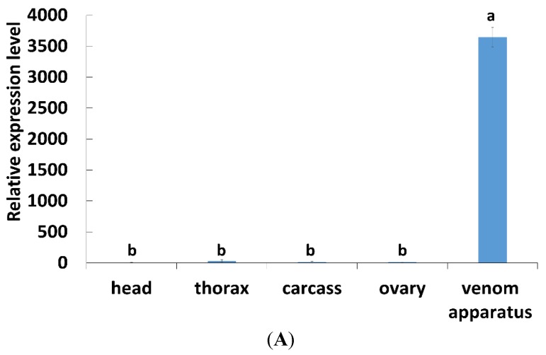 Tissue expression profiles of PpCBP. (A) qPCR analysis of the indicated tissues using 18s rRNA as reference gene; each histogram bar represents the mean ± 1 SEM (n = 3) of transcript levels. Bars annotated with the same letter are not significantly different (Tukey-HSD test, p < 0.05); (B) Western blot analysis of the indicated tissues; β-actin was used as internal control.