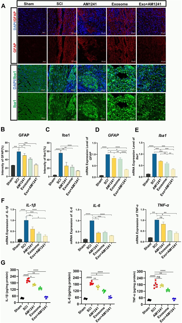 Exo + AM1241 Treatment decreased Inflammation at the injured site in SCI mice model. (A) Spinal cord sections of SCI / treated AM1241, Exosome, and Exo + AM1241 mice were immunostained for activated-astrocytes (GFAP = red) and microglial cells (Iba1 = green) expression. (B-C) Quantify the intensity of immunostained images of GFAP (red) and Iba1(green) (n = 3, Scale bar = 50 µm). (D-E) RT-qPCR analysis of GFAP and Iba1 gene expression normalized to GAPDH (n = 3). (F) RT-qPCR analysis result of IL-1β, IL-6, and TNF-α expression level spinal cord tissue in SCI / treated AM1241, Exosome, and Exo + AM1241 mice (n = 3, mean ± SD, *p < 0.05, **p < 0.01, ***p < 0.001) (G) ELISA assay analysis of IL-1β, IL-6, and TNF-α in SCI / treated Exo + AM1241 mice spinal cord tissue (n = 6, mean ± SD p* < 0.05, p** < 0.01, p*** < 0.001, p**** < 0.0001)