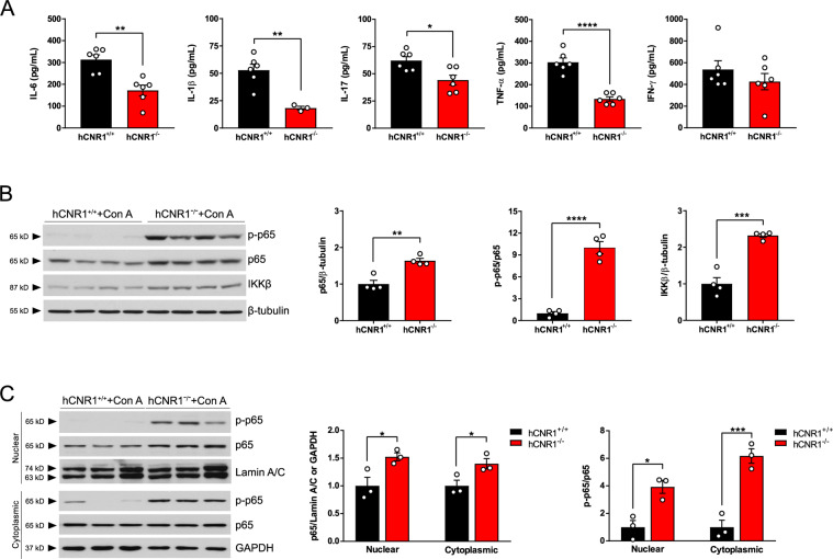 Con A-induced inflammation was suppressed in hCNR1−/− mice.hCNR1+/+ and hCNR1−/− mice were injected with Con A (5 mg/kg) for 12 h (n = 6). A Blood samples were collected post-Con A injection (5 mg/kg) after 12 h period (n = 3–6) and measured proinflammatory cytokines, IL-6, IL-1β, IL-17, TNF-α, and IFN-γ. B Protein extracts from liver homogenates were immunoblotted and detected by autoradiographic signals. The bands were subjected to densitometric quantifications for protein expression levels of total p65, phospho-p65 (p-p65), and IKKβ (n = 4). C Total p65 and p-p65 nuclear and cytoplasmic protein amounts in the liver lysates. Nuclear and cytoplasmic fractions were normalized to lamin A/C and GAPDH, respectively. Results were expressed as mean ± S.E.M. (*p ≤ 0.05, **p ≤ 0.01, ***p ≤ 0.001, ****p ≤ 0.0001 compared to hCNR1+/+ mice).