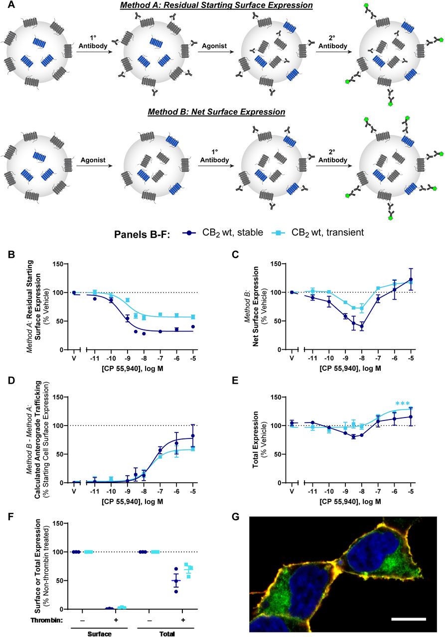 CB2 trafficking in response to CP 55,940(A) Immunocytochemical approaches used to measure surface receptor expression. Method A – cells are labelled with primary antibody directed against an extracellular epitope tag on the receptor of interest, followed by stimulation with agonist. Cells are then incubated with secondary antibody under non-permeabilising conditions, to label residual primary antibody at the cell surface. Method B – cells are stimulated with agonist, then labelled with primary antibody to an extracellular epitope tag under non-permeabilising conditions. This labels receptors present at the cell surface at the end of drug stimulation. Cells are then fixed and secondary antibody applied. (B, C, E) HEK cells stably or transiently expressing hCB2 wt were treated with a CP 55,940 dilution series for 3 hours, and were labelled to measure (B) residual starting surface expression (Method A), (C) net surface expression (Method B), or (E) total receptor expression (i.e. primary antibody applied under permeabilising conditions to detect both cell surface and intracellular receptor). (D) Calculated anterograde trafficking (Method B – Method A). (F) Surface and total CB2 expression without and with exposure to thrombin (to cleave surface HA epitopes) prior to fixation. (B-F) Data are presented as mean ± SEM from three independent experiments. (G) Confocal image illustrating surface (red/yellow) and intracellular (green) CB2. Nuclei are stained blue. Scale bar, 10μm.