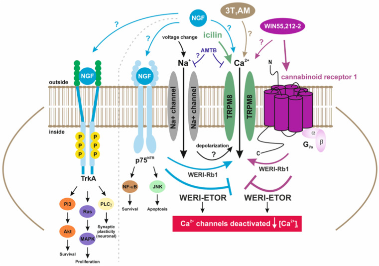 Hypothetical model that accounts for how interactions between NGF, CB1, and TRPM8 modulate rises in Ca2+ influx and the development of etoposide sensitivity. This hypothetical scheme proposes how CB1 and TrkA/p75NRT receptor-linked signaling pathways induce increases in Ca2+ influx by activating TRPM8 in etoposide-sensitive WERI-Rb1 cells whereas TRPM8-induced Ca2+ influx is blocked in WERI-ETOR cells (Figure 5b, pink bars). The gray dashed line highlights the different signaling pathways between TrkA and p75NRT. Ca2+ channels, such as TRPs of the TRPM8 subtype (menthol receptor), can be selectively activated by moderate cooling (<≈25–28 °C) [51] or pharmacologically by icilin [52] or by thyronamines, such as 3T1AM [49], and blocked by AMTB [48], which may also suppress Na+ channels in RB cells [46]. NGF binds to the tropomyosin receptor kinase A (TrkA) with high affinity [53] and to p75 neurotrophin receptor (p75NTR) with low affinity. P75NTR is linked to downstream pathways that modulate the balance between neuronal survival and neuronal death. When WIN55,212-2 activates CB1 in WERI-Rb1 cells, icilin-induced TRPM8 activation leads to an increase in intracellular Ca2+ (↑[Ca2+]i]) (Figure 4a). Notably, the opposite is the case in WERI-ETOR cells (↓[Ca2+]i]) (Figure 4c).