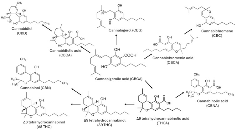 Main cannabinoids present in Cannabis sativa L.