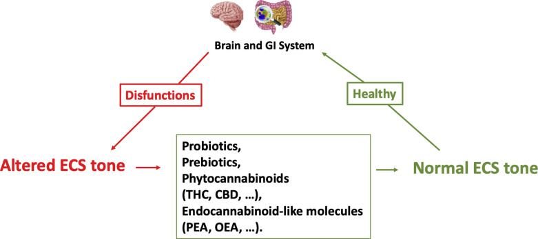 Restoring normal brain and gastrointestinal (GI) functions by improving the endocannabinoid system (ECS) tone. Mood and GI disorders can alter the tone of the ECS. A normal ECS tone can be restored by using prebiotics, probiotics, phytocanbinoids such as tetrahydrocannabinol (THC) and cannabidiol (CBD), endocannabinoid-like molecules such as palmitoylethanolamide (PEA) and oleoylethanolamide (OEA), or compounds that modify the levels of endocannabinoids which, in turn, promote GI health and brain function.