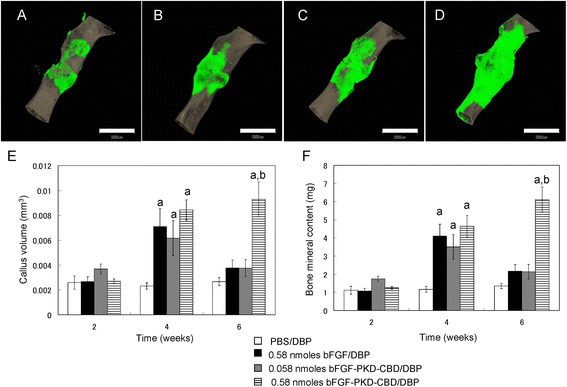 3D micro-CT analysis of femurs after grafting of demineralized allogenic bone powder loaded with bFGF-PKD-CBD. 3D micro-CT images of fractured mouse femurs treated with (A) PBS/DBP, (B) 0.58 nmol bFGF/DBP, (C) 0.058 nmol bFGF-PKD-CBD/DBP, and (D) 0.58 nmol bFGF-PKD-CBD/DBP at 6 weeks. Green: newly formed bone; gray: existing bone. The scale bars indicate 3 mm. (E) Callus area and (F) bone mineral content at fracture sites for the indicated treatment groups. Data are presented as the mean ± standard error (S.E.; error bars; n = 6). a: P < 0.05 compared with the control group (PBS/DBP). b: P < 0.05 compared with the 0.58 nmol bFGF group.