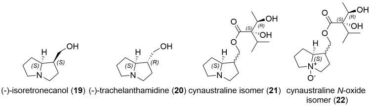 Structures of further pyrrolizidine bases together with isomers of cynaustraline and N-oxide (stereochemistry unknown) found in A. conyzoides and certain stingless bee honeys.