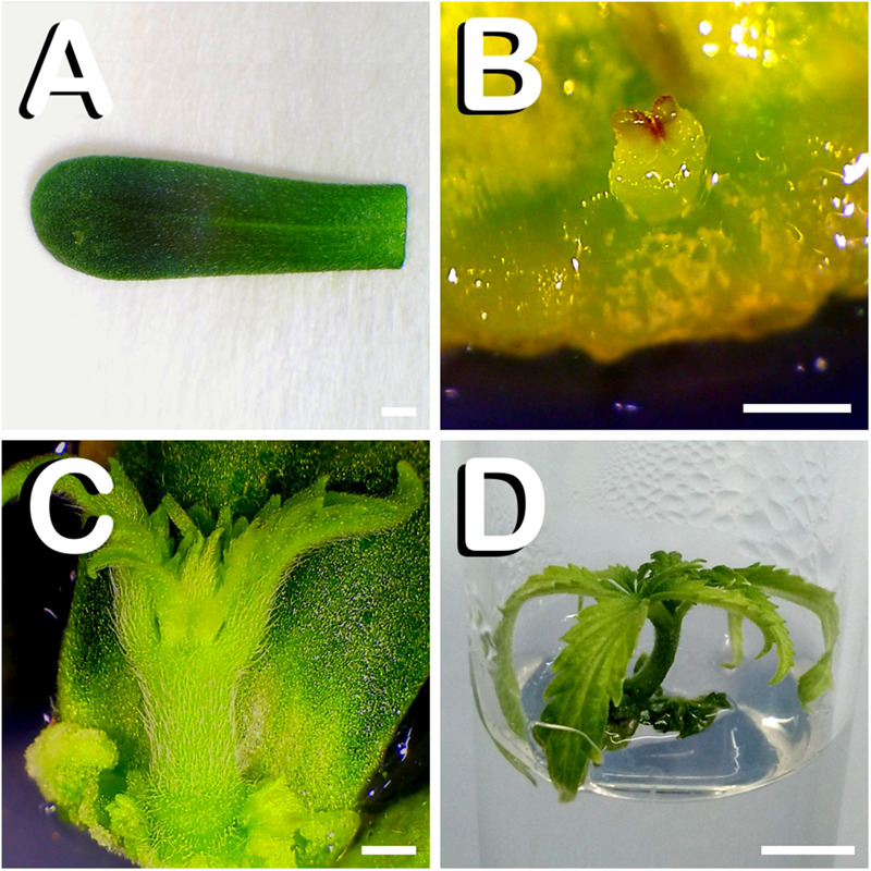 Direct in vitro shoot organogenesis from cotyledon leaves of C. sativa. The different developmental stages are described as follows: (A) Newly dissected cotyledon leaf from a 7-days-old hemp seedling. (B) Shoot primordium formation at the basal zone of cotyledon leaf after 4 days of in vitro culture. (C) Vigorous shoot arising from the lower part of cotyledon leaf 14 days after exposure to the culture medium. (D) Cotyledon derived plant cultured in a glass-tube 21 days after explant inoculation. Scale bars (A–C): 1 mm. Scale bar (D): 6 mm.
