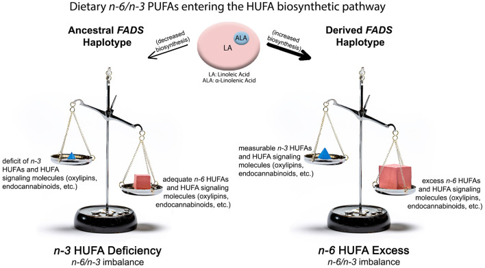 Impact of ancestral and derived FADS haplotypes combined with n-6 and n-3 PUFA from western diets on producing n-3 HUFA deficient (Left Side) and n-6 HUFA excess (Right Side) molecular phenotypes. The top of the illustration shows quantities and ratios of dietary PUFA entering the lower efficiency “ancestral” pathway or the higher efficiency “derived” pathway. The lower shows n-6 and n-3 HUFA levels, metabolites and imbalances produced by these gene-diet interactions.