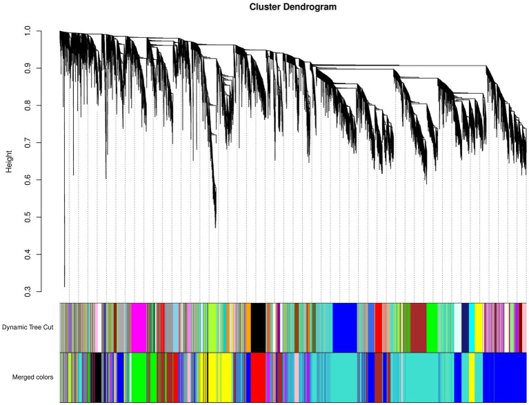 Cluster dendrogram of differentially expressed mRNAs. Upper portion of the figure is the gene cluster tree. A leaf represents a gene while the branches represent different gene modules. Different colors in the middle portion of the dynamic tree cut represent different modules. Merged colors (lowermost portion) represent the merged modules calculated when the dissimilarity coefficient < 0.25. Yellow tree represents Module-FASN (“ME-FASN”) module; Blue tree represents Module-RPL (“ME-RPL”) module; Turquoise tree represents Module-SLC (“ME-SLC”) module.