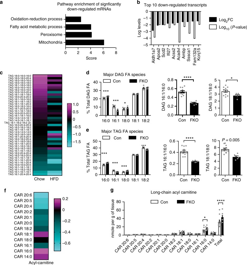 Transcriptomic and lipidomic analysis of adipose tissue from OGT FKO mice. a Pathway enrichment analysis of perigonadal white adipose tissue (pgWAT) from male Con (n = 5) and FKO (n = 3) mice fed HFD for 3 days. One hundred and thirty-four genes downregulated by OGT depletion were analyzed in the DAVID 7.8 platform. b Graph showing top 10 downregulated genes in adipose tissue. FC, fold-change of signals in FKO divided by signals in Con. c Heatmap of TAG lipid species in adipose tissue lipidome. Data were presented as log2 ratios of FKO/Con (Chow for 14–15 weeks, Con n = 11, FKO n = 6; age-matched HFD for 9 weeks, Con n = 7, FKO n = 8). d, e Content of major fatty acids in DAG and TAG in adipose tissue from chow-fed mice (n = 11 Con; n = 6 FKO), and lipid desaturation indexes (16:1/16:0, 18:1/18:0). f, g Heatmap (f) and Bar graphs (g) of the long-chain acyl-carnitine (CAR) profile of adipose tissue from mice described in panel (d, e). Data were presented as mean ± s.e.m. *P < 0.05, **P < 0.01, ***P < 0.001, ****P < 0.0001 two-tailed Student’s t-test (d, e), or post hoc Sidak’s multiple comparison test (f, g)