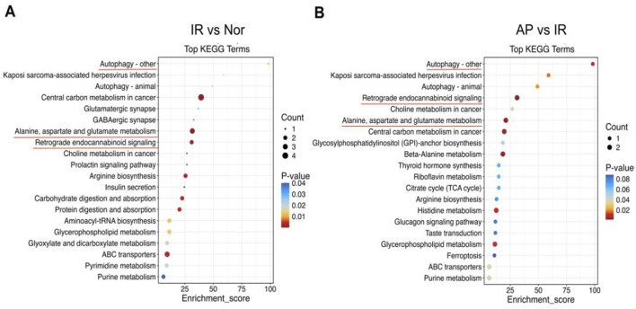 KEGG pathway analysis. (A, B) KEGG pathway enrichment bubble chart. From panels (A, B), the X-axis represents the enrichment ratio, and the Y-axis represents the KEGG pathway. The bubble size represents the number of genes annotated to the KEGG pathway. The color represents the enrichment significance (n = 6 in each group).
