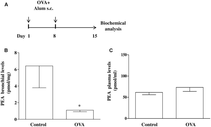 PEA levels in OVA sensitized mice. (A) Mice were injected with 0.4 ml s.c. of a suspension containing 100 μg of OVA absorbed to 3.3 mg of aluminium hydroxide gel (OVA) or vehicle (control) on days 1 and 8. Bronchi were harvested and analyzed 15 days after vehicle or OVA administration. PEA levels in the bronchi (B) and in plasma (C) were measured by liquid chromatography-mass spectrometry and expressed as pmol/mg tissue and pmol/ml, respectively. Data are expressed as mean ± SEM, n = 6 animals for each group; ∗P < 0.05 vs. control; one-tailed Student T-test.