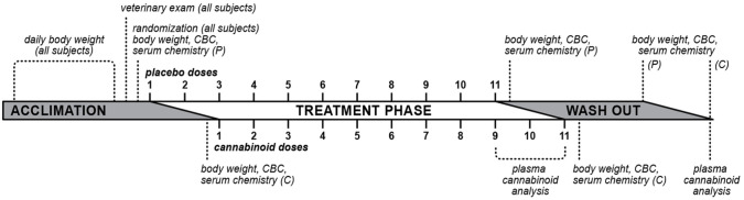 Diagram of study timeline. Cats were acclimated to study housing conditions for ⩾10 days, during which time they underwent daily body weight measurement and one veterinary examination. Following randomization to treatment groups, cats were dosed with 11 escalating doses of placebo oils (P; medium-chain triglyceride or sunflower oils) or cannabinoid oils (C; cannabidiol [CBD], tetrahydrocannabinol [THC] or CBD/THC) with at least 3 days separating doses. Treatment groups were on a staggered schedule whereby the first two doses were delivered to placebo group animals prior to the commencement of cannabinoid oil dosing. Blood was collected (complete blood count [CBC] and serum chemistry) and body weight was measured 1 day before treatment initiation, twice weekly during the treatment phase, and 1 and 7 days after completion of the 11-dose treatment phase. Plasma cannabinoids were measured after the ninth, 10th and 11th (final) doses