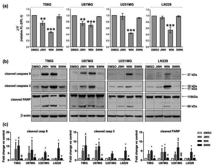 Synthetic cannabinoids induce the dissipation of mitochondrial membrane potential and the activation of apoptotic caspases in glioblastoma cells. (a) Flow cytometric analysis of mitochondrial transmembrane potential (∆Ψ) was performed in control and cannabinoid-treated cells stained with the fluorescent probe JC-1. A decrease of the red (FL-2 channel)/green (FL-1 channel) fluorescence intensity ratio, normalized to the values from untreated controls, corresponds to a loss of mitochondrial membrane potential. Statistical significance of changes 24 h after exposure to WIN55,212-2 or JWH133 as compared to control cells (DMSO) was determined using ANOVA and is indicated as follows: ** p < 0.01, *** p < 0.001. The inactive enantiomer WIN55,212-3 (SWIN) did not induce changes in mitochondrial membrane potential in any cell line. (b) Synthetic cannabinoids-induced activation of caspase 9 and caspase 3, as indicated by the immunodetection of cleaved proteins, was evaluated at 36 h post-treatment. Caspase 3 activation was also evidenced by PARP proteolysis at 48 h post-treatment. Equal loading of proteins was ensured by β-actin immunodetection. (c) The graphs show the relative intensity of bands on immunoblots as compared to the control (DMSO-treated cells) and normalized to β-actin levels based on the densitometry analysis (the mean ± SD of at least two independent experiments). Statistical significance of changes was determined using two-way ANOVA and is indicated as follows: * p < 0.05, ** p < 0.01, *** p < 0.001 (vs. DMSO) and # p < 0.05, ## p < 0.01, ### p < 0.001 (SWIN vs. WIN).