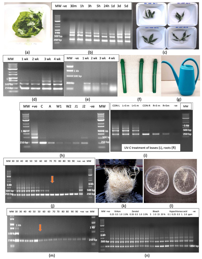Survival of hop latent viroid in plant sap, in plant tissues and on the surfaces of utensils. (a) Dried plant sap placed in weighing boats was tested by RT-PCR at varying time periods. (b) The viroid was stable in sap for up to 5 days and displayed the characteristic multiple banding patterns at all time intervals. (c) Dried leaves from infected plants were left under laboratory conditions for periods of up to 4 weeks. (d) RT-PCR showed the viroid was detected in leaves for up to 4 weeks. (e) The viroid was detected in dried roots for up to 4 weeks. (f) Plastic disposable pestles used to grind plant tissues and (g) watering cans used to deliver nutrient solution were tested for the presence of HLVd. (h) RT-PCR analysis revealed the presence of a 256 bp band of HLVd in samples obtained from the surface of pestles (C), from the surface of autoclaved pestles (A), from nutrient solution in storage containers (W1, W2) and from the surface of watering cans (J1, J2). (i) Effect of UV-C irradiation on stability of HLVd in infected leaves and roots. Tissues were either not treated (CON) or exposed for 3 min or 5 min to a UV-C lamp. All samples showed the characteristic banding pattern of control samples. (j) Effect of heat on the stability of HLVd in plant tissues. Infected leaf tissues were exposed to treatments ranging from 30 °C to 90 °C for periods of 15 or 30 min. RT-PCR analysis showed that at temperatures up to 60 °C, multiple banding patterns were observed similar to the untreated control, while at 70 °C and higher, a single band of 256 bp was detected (arrow) and the higher MW bands were diminished in intensity. (k) Root samples from an infected plant grown in hydroponic containers were harvested, cut into small segments as shown in (l) and exposed to heat treatments. (m) RT-PCR analysis showed that at temperatures up to 50 °C, a single 256 bp band was observed similar to the untreated control, while at higher temperatures, the band intensity was diminished. (n) Exposure of intact leaves to four chemical treatments at varying concentrations for 2 min followed by RT-PCR showed that none of the treatments had an effect on the stability of the RNA of HLVd.