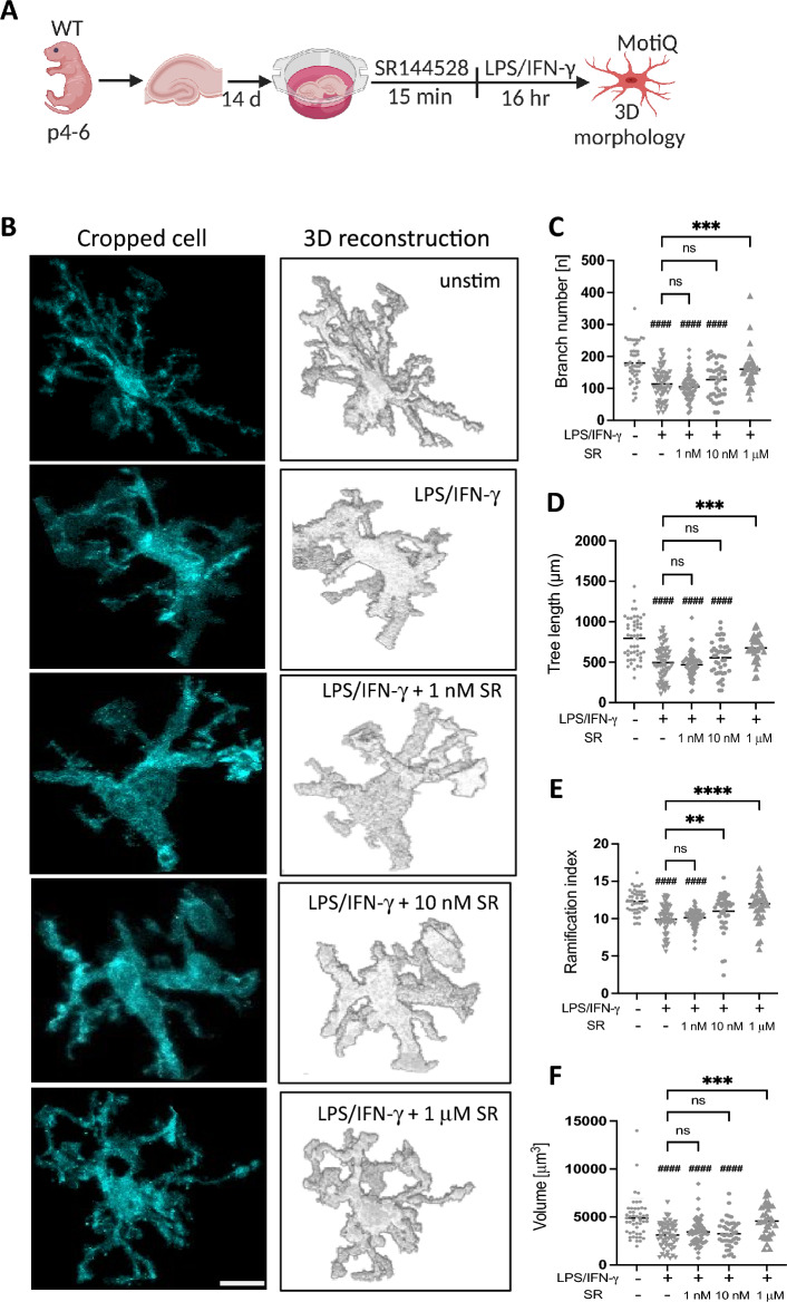 SR144528 does not alter 3D microglial morphology in LPS/IFN-γ stimulated OHSCs. (A) Experimental setup. OHSCs were pre-treated with SR144528 at the indicated concentrations for 15 min, followed by LPS/IFN-γ stimulation for 16 h. After stimulation, OHSCs were stained for microglial markers and imaged using confocal microscopy. Microglia morphology was analyzed based on Iba1 staining using MotiQ. (B) Representative images of cropped and 3D reconstructed microglia, scale bar = 30 µm. (C–F) Quantification of morphological parameters of reconstructed microglia. (C) Branch number, (D) Tree length, (E) Ramification index, (F) Volume. N ≥ 40 microglial cells/stimulation (representative data from two independent OHSCs preparations). Data are presented as mean ± SD. One-way ANOVA followed by Tukey's multiple comparisons was used for normally distributed data, while Kruskal–Wallis test followed by Dunn's multiple comparisons tests was used for data that were not normally distributed. #### p < 0.0001 indicates significance to the untreated control group. Significant differences between LPS/IFN-γ vs. LPS/IFN-γ pre-treated with SR144528 are indicated with **** p < 0.0001, *** p < 0.001, ** p < 0.01.