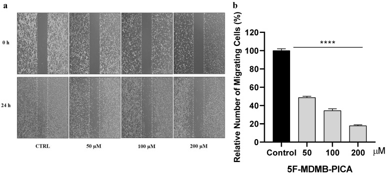 Effect of 5F-MDMB-PICA on U87-MG cell migration. Cells were treated with different concentrations of 5F-MDMB-PICA for 24 h. (a) Representative photomicrograph of U87-MG migration covering the scratch wound area after 24 h of incubation with various concentrations of 5F-MDMB-PICA compared with the control group. (b) The bar graph shows the number of migrated U87-MG cells compared to the control group. Data are expressed as the mean ± SEM. **** P < 0.0001