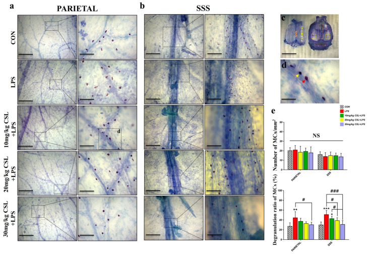 Effects of CSL on mast cell (MC) activation in the dura mater of the LPS model. (a) Representative images of MCs in the parietal region and (b) in the superior sagittal sinus (SSS) region. The right side of each image is a magnified view of the area highlighted by the dashed box. Scale bar: (a) left: 1 mm, right: 200 µm; (b) left: 1 mm, right (CON and LPS groups): 400 µm, (CSL groups): 200 µm. (c) Dura mater separated from the skull, with the parietal region marked by a yellow dashed box and the SSS region by an orange dashed box. Scale bar: 10 mm. (d) Representative image of MCs in the dura mater (red arrow: degranulated MCs, yellow arrow: non-degranulated MCs, scale bar: 100 µm). (e) Number of MCs/mm2, and degranulation ratio of MCs. Results are expressed as mean ± standard deviation (S.D.). One-way ANOVA followed by Tukey’s post hoc test. *, compared with the CON group; #, compared between the groups; NS, not significant. */#, p < 0.05; **, p < 0.01; ***/###, p < 0.001. (n = 6 per group).