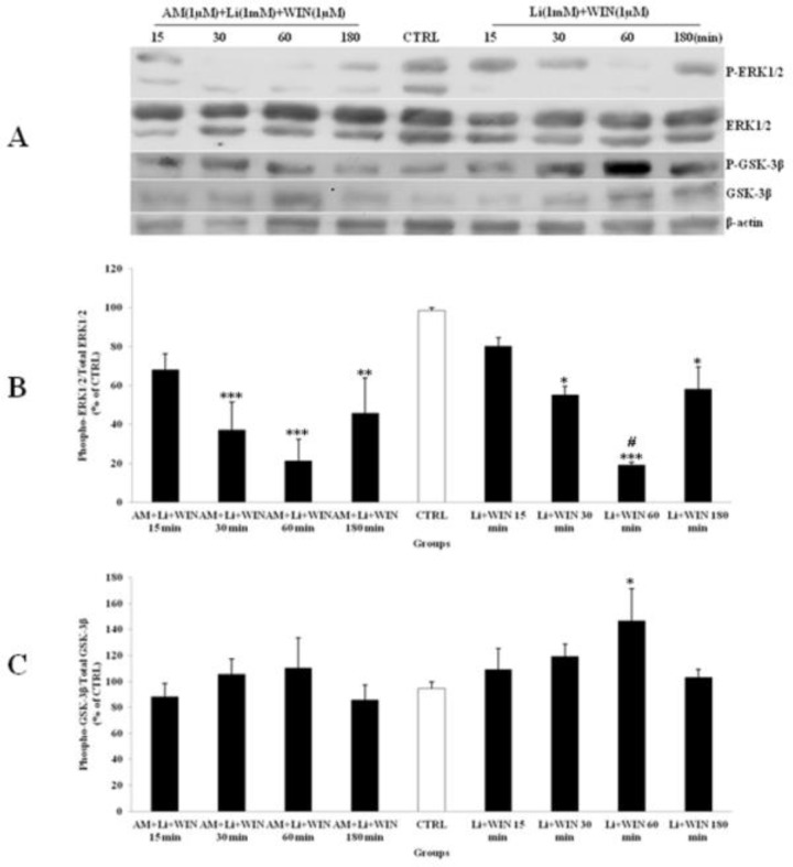 The effect of lithium (Li) pre-treated to WIN 55,212-2 (WIN) and AM251 (AM) on the phosphorylated-ERK1/2 (p-ERK1/2), total ERK1/2, phosphorylated-GSK-3β (p-GSK-3β) and total GSK-3β expression in cerebellar granular cells (CGNs). CGNs were pre-treated with Li (1mM), 30 min before added WIN (1 µM) and AM (1 µM), and the cell lysates were prepared after 15, 30, 60 and 180 minutes. The protein expression was analyzed by western blotting. The p-ERK1/2 and ERK1/2 expression (A and B), and the p-GSK-3β and GSK-3β expression (A and C), were evaluated. The protein expression was normalized to β-actin as internal control (CTRL). The band intensity was measured and presented as the percent of un-treated cells (CTRL). All data were presented as Mean ± SD. Statistically significant values are presented as follows: *** p < 0.001, ** p < 0.01 and * p < 0.05, compared to CTRL; # p < 0.05, compared the 30 to 60 min exposure
