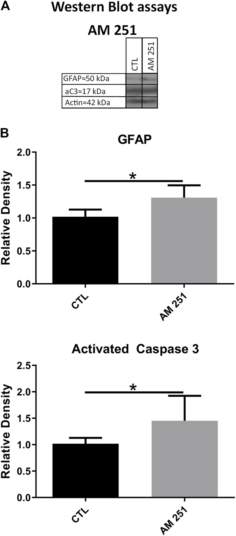 The treatment with AM251 increased the levels of GFAP and activated Caspase-3 (aC3). (A): WB of retinas from CTL and AM251-treated eyes. (B): Quantifications of GFAP and aC3 bands, Means and standard deviations are shown, *p < 0.05.