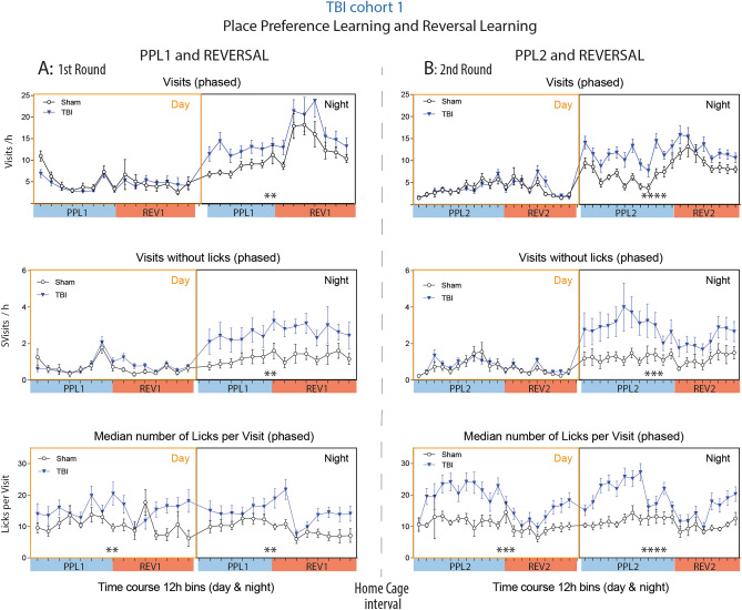 Phased activity of TBI versus sham mice in IntelliCages. (A,B) Time courses of corner Visits/h, Visits without Licks/h (SVisits) and Lickings per Visit in TBI/sham cohort-1 during the first (A) and second round (B) of place preference learning (PPL1, PPL2) and the respective reversal learning tasks (REV1, REV2), respectively. The data show the mean ± SEM of n = 10 sham and n = 21 TBI mice. One and two animals respectively dropped out during PPL1 or REV1 because of general health problems. SVisits are visits without attempt (nosepoke) to get reward. Asterisks above the X-axis indicate significant differences of the areas under the curve between groups as assessed by 2-way ANOVAs with the factors "group" and "time" (day or night), *P < 0.05, **P < 0.01, ***P < 0.001. Data were analyzed in IntelliCage Plus software 2019 and FlowR 2017 (XBehavior; https://www.xbehavior.com), exported as tab-separated txt files, imported in Microsoft Excel 2016, and Graphs were created with Graphpad Prism 8.4 (https://www.graphpad.com) and exported as emf. Graphs were arranged and labeled in Adobe Illustrator CC2020 (https://www.adobe.com/de), and exported to TIFF format.