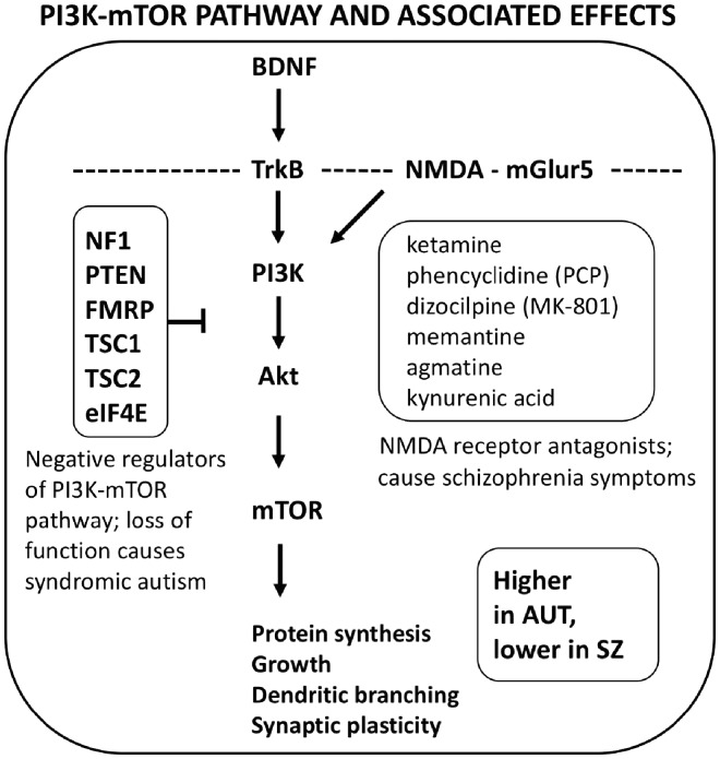 Highly simplified depiction of the inter-relationships of the BDNF-TrkB, NMDA-mGLur5, and PI3K- mTOR systems, that impact upon pathways highly relevant to autism and psychotic-affective conditions. Arrows refer to activation, and the blunt tip refers to negative regulation (reducing activation). NMDA antagonists cause psychological and physiological shifts in the direction of the phenotypes of psychosis. Dashed line refers to synaptic cell membrane. See text for details