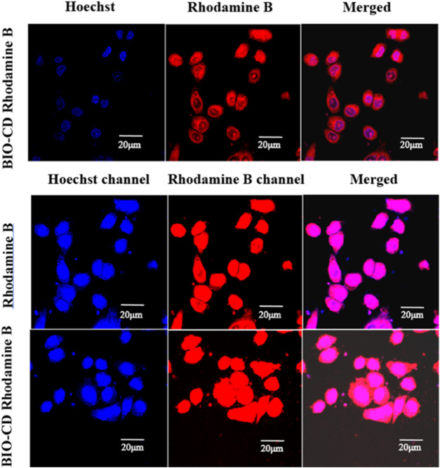 The CLSM images of A549 cells after 4 h of incubation with Rhodamine B-loaded BIO-CD. The cell nuclei are stained with Hoechst (blue fluorescence). Rhodamine B (red fluorescence) is visible.