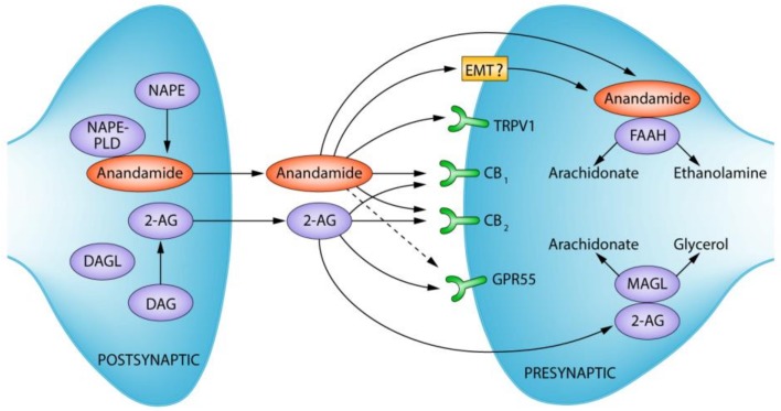 Overview of the endocannabinoid system (ECS), outlining key endocannabinoids, cannabinoid receptors, and related enzymes involved in endocannabinoid synthesis and degradation. DAG: Diacylglycerol; DAGL: Diacylglycerol lipase; 2-AG: 2-arachidonoylglycerol; NAPE: N-acyl-phosphatidylethanolamine; NAPE-PLD: N-acyl-phosphatidylethanolamine-specific phospholipase D; TRPV1: Transient receptor potential cation channel subfamily V member 1; CB1: Cannabinoid receptor 1; CB2: Cannabinoid receptor 2; GPR55: G protein-coupled receptor 55; MAGL: Monoacylglycerol lipase; FAAH: Fatty acid amide hydrolase; EMT: Endocannabinoid membrane transporter—“?” denotes controversy surrounding the presence of said transporter. Figure used with permission from the publisher in reference [47] (version used modified by reference [48]).