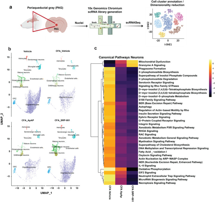 Single-cell transcriptomics of midbrain periaqueductal gray (PAG) cells in CFA-induced chronic inflammatory pain model.a, Overview of single-cell RNA sequencing (scRNA-seq) experimental design to define the mechanism of action (MOA) of ApAP and SRP-001. Left hind paws of Sprague-Dawley rats were injected with complete Freund’s adjuvant (CFA) to induce local inflammation and a chronic pain state, or vehicle (0.9% saline). They were then dosed with either ApAP or SRP-001 (100 mg/kg). Periaqueductal gray (PAG) midbrain region was dissected to isolate cell nuclei for sequencing library generation using the 10x Genomics Chromium platform. Single cell data were embedded after dimensionality reduction using uniform manifold approximation and projection (UMAP). Cell clusters were annotated, followed by differential gene expression analysis. b, UMAP plots showing the distribution of annotated cell clusters generated by the workflow of Seurat across 4 different samples – Vehicle, CFA_Veh, CFA_ApAP, and CFA_SRP-001, respectively. c, Heatmap of top 40 canonical pathways for neuronal clusters across samples – CFA_Veh, CFA_ApAP, and CFA_SRP-001 with the comparisons between them as follows – Vehicle vs CFA_Vehicle, CFA_Vehicle vs CFA_ApAP, and CFA_ApAP vs CFA_SRP-001. The pathways shown in the heatmap were predicted using Qiagen Ingenuity Pathway Analysis (IPA) tool from the normalized matrix after comparing the differentially expressed genes between the neuronal clusters of the samples that were compared against each other. The heatmap shows that when CFA_Vehicle is compared to Vehicle, there is upregulation of several genes that are predicted to affect cellular signaling related to these pathways highlighted in the heatmap, and when CFA_ApAP and CFA_SRP-001 are compared to CFA_Vehicle, there is downregulation of those upregulated pathways in both cases, with more downregulation for CFA_SRP-001 than CFA_ApAP. Similarly, there is predicted downregulation of mitochondrial dysfunction and Granzyme A signaling pathways for CFA_Vehicle, which are restored by CFA_ApAP and CFA_SRP-001 with CFA_SRP-001downregulating more based on the color intensity of the heatmap.