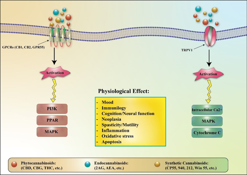 Cannabinoid signaling pathways and their effects. Cannabinoids, whether derived from plants (phytocannabinoids), produced internally (endocannabinoids), or synthesized artificially (synthetic cannabinoids), primarily engage with G-protein-coupled receptors (GPCRs) like the CB1 and CB2 receptors, as well as GPR55. Additionally, they may activate transient receptor potential channels such as TRPV1. The resulting signaling pathways differ according to the specific receptor that is activated, leading to various physiological effects on pain perception, appetite regulation, mood alterations, and numerous other bodily functions