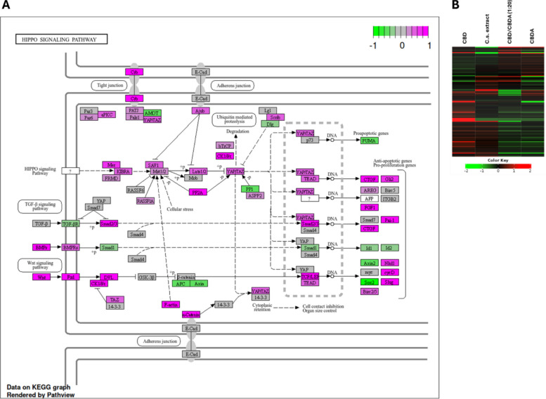 Hippo Signaling pathway in HCT116 cells treated with 10 μM CBD. A Gene expression changes within the Hippo signaling pathway in HCT116 cells following treatment with 10 μM CBD compared to control. Magenta-colored genes indicate upregulation, while green-colored genes indicate downregulation. B Heatmap representation of gene expression within the Hippo signaling pathway in HCT116 cells treated with 10 μM of either CBD, CBDA, CBD/CBDA (1:20), or C.s. extract. Red bars indicate upregulated genes, and green bars indicate downregulated genes. Note: The color scale of this heatmap is generated directly by the iDEP platform and cannot be modified. Therefore, color-blind–friendly adjustments are not technically possible for this figure