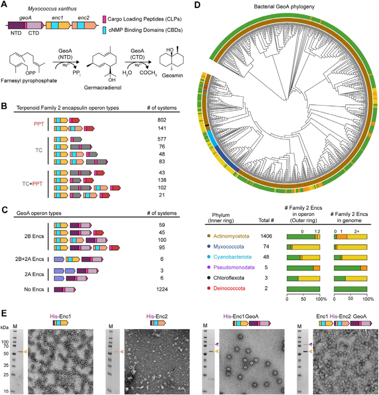 Gene clusters encoding encapsulin systems and terpene biosynthesis, including geosmin biosynthesis are widespread in bacteria. (A) The geosmin biosynthetic gene cluster from Myxococcus xanthus, encoding two family 2B encapsulins and GeoA, the biosynthetic enzyme required for geosmin formation. Cargo Loading Peptides (CLPs) and cNMP Binding Domains (CBDs) are indicated, as well as the N-terminal domain (NTD) and C-terminal domain (CTD) of GeoA. Biosynthesis of geosmin, by GeoA from farnesyl pyrophosphate (FPP) is also shown. (B) An overview of the encapsulin-associated terpene biosynthetic systems. Family 2B encapsulins were found to be associated with polyprenyl transferase (PPT) or terpene cyclase (TC) enzymes, or with a combination of both biosynthetic proteins. (C) Overview of all GeoA homologs observed in a separate bioinformatic analysis. The number of each type of system observed is noted beside each operon type. (D) Phylogenetic analysis of all observed GeoA homologs. The inner ring outside of the tree corresponds to the GeoA-associated phylum, with colors indicated in the table. The outer ring corresponds to the number of encapsulin genes observed in the GeoA-associated operon, with colors indicated in the table. The table also shows the total number of GeoA homologs found in each lineage as well as the number of encapsulins found in each operon or associated genome, respectively. (E) SDS-PAGE and negative stain transmission electron microscopy (TEM) analysis of proteins purified from each of the noted E. coli based expression strains.