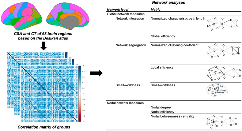 Schematic workflow of structural covariance network analyses in this study.CSA cortical surface area, CT cortical thickness.
