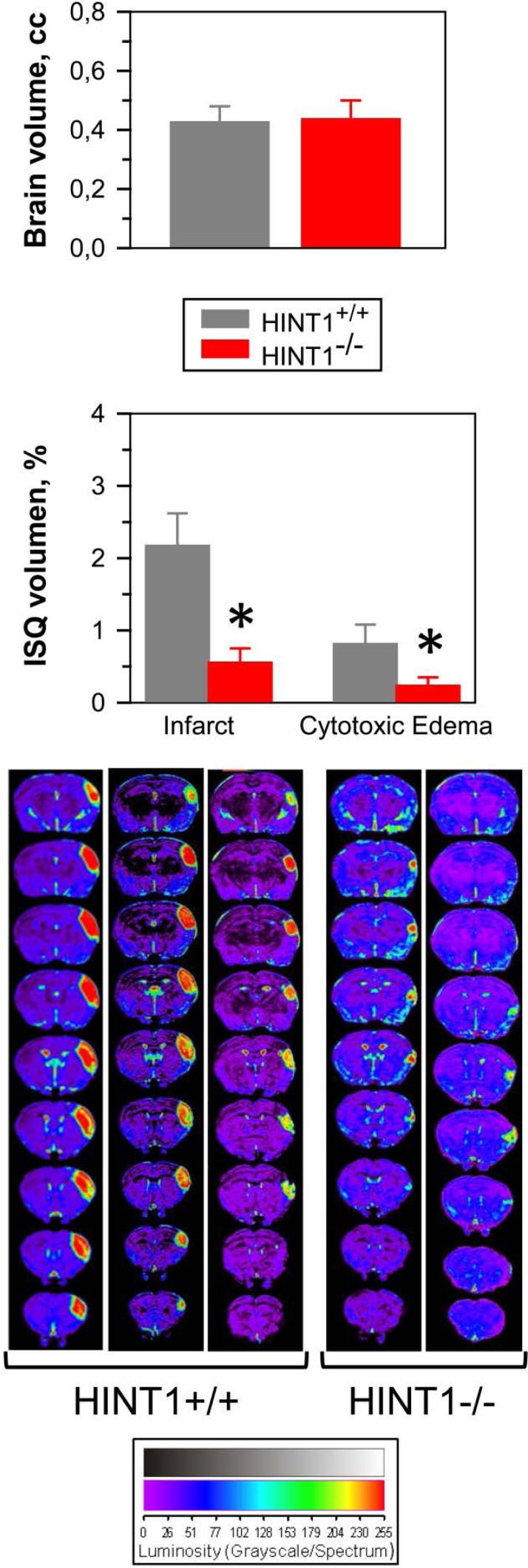 The absence of HINT1 diminishes ischemic brain damageRepresentative brain section images from wild-type and HINT1−/− mice obtained 48 h after MCAO. Knockout animals have significantly smaller infarct areas. We used the dorsal third ventricle as an internal anatomical marker from wild-type and HINT1−/− mice to align, register, and compare the collection of images from each mouse. The infarct volume was calculated as the percentage of the hemisphere that is infarcted. Groups were of 8-10 mice, and the data are represented as the mean ± S.E.M. The average volumes of whole brain are similar in both groups of mice. The bar graphs shown below quantitatively compare the edema and infarct volume (± S.E.M.) from HINT1+/+ (grey bars) and HINT1−/− (red bars). *Significantly different, paired t test, degrees of freedom (DF) = 16, p < 0.05.