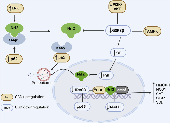 Regulation of CBD on Nrf2/ARE pathway. In the cytoplasm, Nrf2 is ubiquitinated by Keap1 and degraded by the proteasome under physiological conditions. Positive regulation of ERK and p62 by CBD via phosphorylation of Nrf2 and binding competitively of Keap1, respectively, promotes dissociation of Nrf2 from Keap1. CBD downregulates GSK3β to favor Nrf2 accumulation, and it can further enhance GSK inhibition by upregulating PIK and AMPK. In the nucleus, Fyn phosphorylated by GSK promotes the nuclear export of Nrf2 and CBD can downregulate Fyn expression. Additionally, BACH1 can competitively bind sMaf and ARE and thus inhibit the expression of antioxidant genes, while CBD can inhibit the competitive binding of BACH1 to sMaf and ARE. Moreover, CBD reduces the expression of the NFκB subunit p65 to suppress its induced deacetylation environment. In conclusion, CBD can modulate the antioxidant pathways through multiple ways, resulting in a significant increase in antioxidant gene expression.