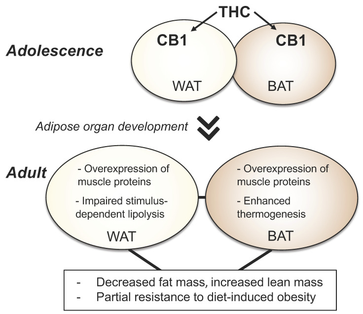 Effects of adolescent THC exposure on mouse adipocytes. Daily exposure to THC during adolescence causes an overactivation of CB1 receptors in differentiated AdipoQ-expressing adipocytes, resulting in ectopic overexpression of contractile proteins normally present in myocytes and dysregulation of two key adipocyte functions: lipolysis in WAT and thermogenesis in BAT. These molecular modifications may account, at least partially, for the adult phenotype of THC-exposed mice, whose features include decreased fat mass, increased lean mass, partial resistance to diet-induced obesity and dyslipidemia, abnormal thermogenesis, and blunted stimulus-induced lipolysis.