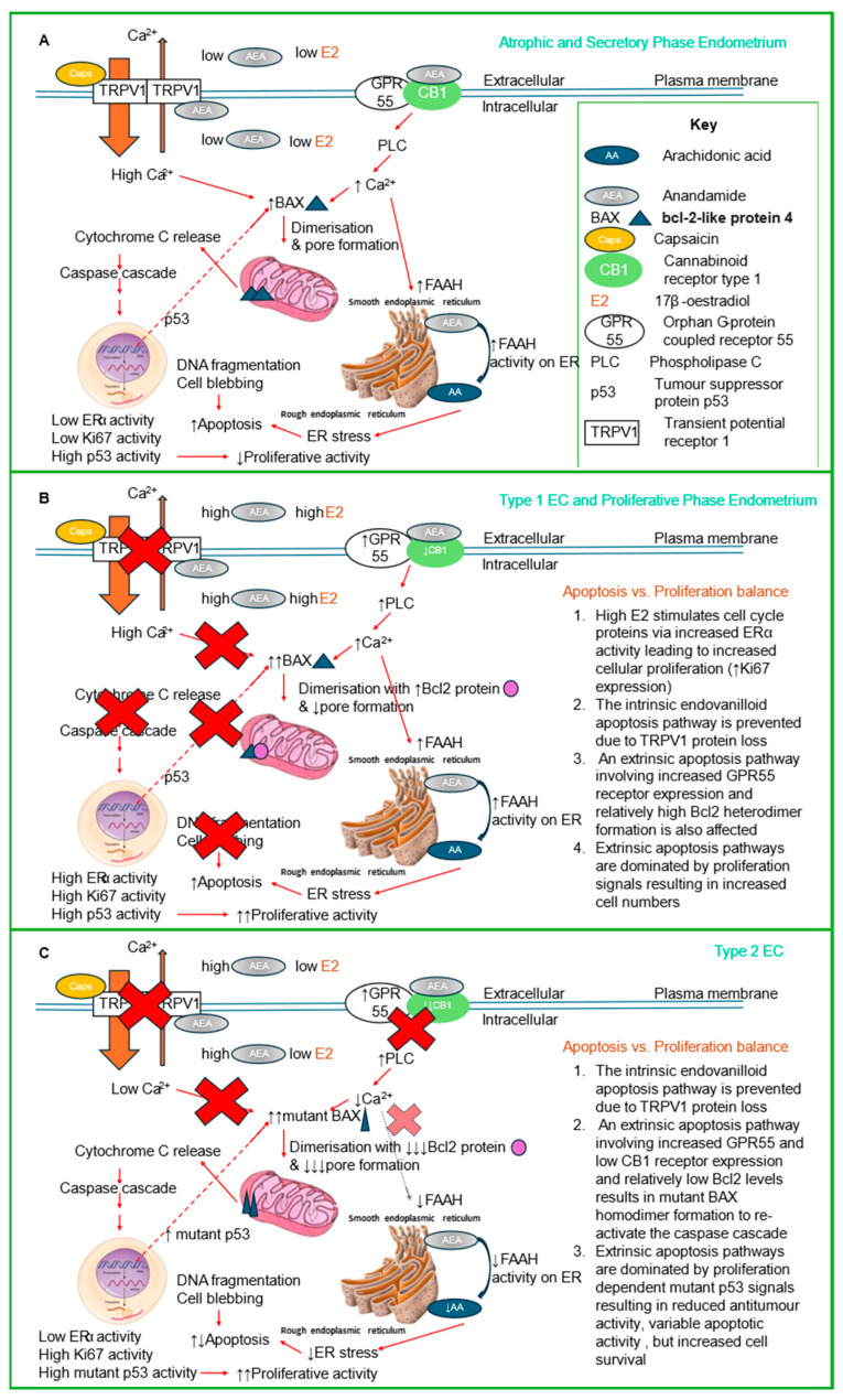 A putative mechanism for TRPV1 and its inactivation in the normal endometrial epithelial cell and in endometrial cancer cell survival. Panel (A) shows the key steps that TRPV1 and AEA play in the normal endometrial epithelial cell. The relatively higher concentrations of TRPV1 and low concentrations of AEA activate the TRPV1 in different ways. Capsaicin binding to the extracellular surface of TRPV1 opens the Ca2+ ion channel to allow calcium influx. By contrast, AEA binding to the inner surface of TRPV1 induce a small efflux of calcium ions. The resultant higher intracellular Ca2+ ion concentrations have two main effects: (1) to allow two BAX molecules to translocate from the cytoplasm to the outer mitochondrial membrane, where bound as a homodimer it opens a pore that allows cytochrome c to escape. The cytochrome c then activates the caspase cascade to initiate DNA fragmentation and cell blebbing that characterises the intrinsic pathway of apoptosis. These cells also have a high tumour suppressor activity in the p53 protein that prevents BAX protein production and a low level of cell cycle proteins. In this proposed model, the relatively low levels of AEA also bind to the relative high levels of the CB1 receptor that homodimerizes with GPR55 producing increased PLC production and through an extrinsic apoptosis pathway results in (2) the mobilisation of FAAH (FAAH-1) to the membrane of the endoplasmic reticulum, where AEA is converted to arachidonic acid (AA), which in turn causes endoplasmic reticulum stress. The stress at the endoplasmic reticulum also leads to cellular apoptosis through various and diverse pathways. The low levels of the steroid hormone 17β-oestradiol (the main inducer of endometrial epithelial cell division) prevent cellular proliferation. So, in this context, the balance of intrinsic and extrinsic apoptosis dominates over cellular proliferation to maintain tissue homeostasis of atrophic and non-proliferative secretory phase endometria of the menstrual cycle. In the case of proliferative endometria and in Type 1 EC (panel (B)), the over-riding event is 17β-oestradiol activating its cognate receptor ERα to induce the transcription of cell cycle genes and initiate proliferation. Simultaneously, the TRPV1 receptor disappears, and the intrinsic apoptosis pathway is inhibited (red crosses). The AEA-dependent extrinsic pathway remains active, despite CB1 expression being reduced, resulting in an increased cell proliferation/apoptosis ratio that leads to increased tumorigenesis. In the case of Type 2 EC (panel (C)), the key factor involved is mutated proteins. The p53 and BAX proteins are often mutants that have altered activities due to their elongated half-lives. In Type 2 EC, both intrinsic and extrinsic apoptotic pathways are inhibited by the complete loss of TRPV1 and the complete loss of CB1, respectively. The extrinsic pathway is completely inhibited, whilst a small amount of intrinsic activity occurs because mutated p53 allows the formation of excess mutated BAX that remains active at the mitochondrial membrane. Other serum factors (primarily EGF) signal cell cycle and cell proliferation events. In Type 2 EC, cell survival dominates over cell death to allow epithelial cell proliferation and accumulation. Other factors, such as TRPV2, might be involved in the cell migration and metastatic potential prevalent in Type 2 EC. Data collated from this study and [9,12,16,23,28,45,52,57,58,62,63,64,65,66,67,68].