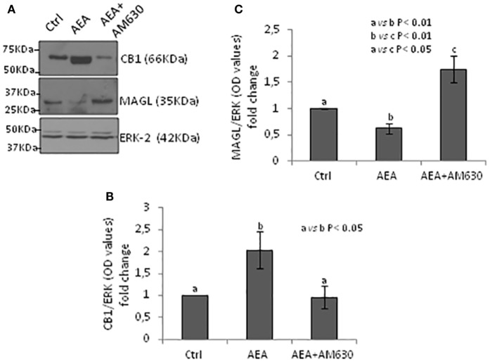 Responsiveness of monoacylglycerol-lipase (MAGL) to CB1/CB2 receptors. Western blot analysis of CB1 and MAGL in CB1+/− testes exposed to vehicle or AEA ± AM630 (A). CB1 amount was quantified by densitometry analysis, normalized against ERK1/2 signals, and expressed in OD values as fold change (B). MAGL amount was quantified by densitometry analysis, normalized against ERK1/2 signals, and expressed in OD values as fold change (C). All data are reported as mean ± SEM.