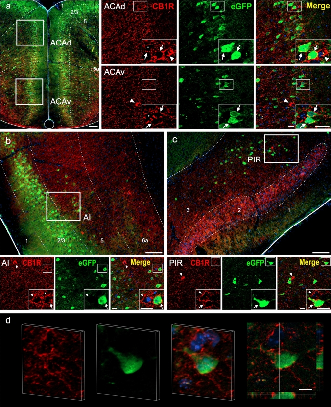 CB1R+ and eGFP+ signals in the cerebral cortex of GHSR-eGFP mice. Representative microphotographs of brain coronal sections of GHSR-eGFP mice subjected to double fluorescent immunostaining against CB1R (red) and eGFP (green) showing: a anterior cingulate area, dorsal and ventral part (ACAd and ACAv), b agranular insular area (AI) and c piriform area (PIR). Cortical cells are arranged in layers denoted as 1, 2, 3, 5, 6a. Cell nuclei were labeled with Hoechst (blue). d and e 3D-rendering and orthogonal views of image stacks corresponding to two of the cells from panel c (cell shown in the inset and cell marked with a dotted square, respectively). Both display a typical perisomatic CB1R+ signal. Renderings are shown for the merge of CB1R+ (red), eGFP (green) and Hoechst stain (blue). Sectioning planes are indicated with gray lines in the orthogonal views. The volumetric renderings were generated using the Fiji plugin 3Dscript (Schmid et al. 2019). Insets show high magnification images of the area marked in the low magnification image. Arrows mark cells showing double eGFP+ and CB1R+ signals. Asterisks indicate CB1R+ signal with a dense meshwork-like pattern. Arrowheads point at intensely stained CB1R+ cell bodies that lack eGFP+ signal. Scale bars: 100 µm (low magnification image), 20 µm (high magnification insets) and 10 μm (orthogonal views)