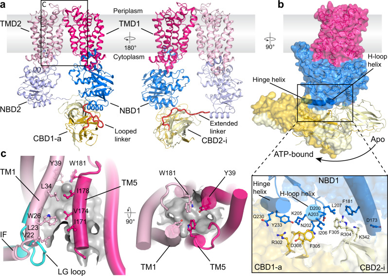 Cryo-EM structure of the ADP-bound WzmWzt O antigen transporter.a Overview of the WzmWzt structure. Loops connecting the NBD with the CBD are colored red. The boxed region is enlarged in panel c. TMD: Transmembrane domain. b CBD position in the transporter’s ADP and ATP-bound conformations. The ATP-bound conformation is shown as a semi-transparent surface. The panel presents interactions between the NBD1 and CBD (ADP-bound). c The LG loop moves away from the channel entrance upon NBD opening. The cyan cartoon represents the previously reported IF-TM1 connection observed in the ATP-bound WzmWzt (PDB ID: 7K2T). The TM channel is shown as a gray surface (calculated in HOLLOW35) and aromatic belt residues are shown as sticks.