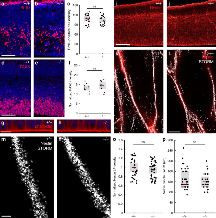ABHD4 is not required for classical radial glia progenitor cell functions.a, b Coronal sections of the embryonic cortex at E.14.5 show replicating cells that incorporated bromodeoxyuridine (BrdU) during S phase of the cell cycle are shown. c Quantification of BrdU-positive cell density (two-sided Student’s unpaired t test, P = 0.323; n = 38 sections from n = 6 animals per wild-type (+/+) mice, n = 29 sections from n = 4 animals per Abhd4-knockout (−/−) mice). d, e Confocal images and f quantification of PAX6-positive radial glia progenitor cells in the ventricular zone. (two-sided Student’s unpaired t test, P = 0.2598; n = 10 sections from n = 4 animals per wild-type (+/+) mice, n = 10 sections from n = 4 animals per Abhd4-knockout (−/−) mice). g, h Identical pattern of phalloidin-labeling of the adherens junction belt in the ventricular zone (VZ) of wild-type (+/+) and Abhd4-knockout (−/−) mice at E15.5. i, j Low-power confocal images show similar organization of nestin-positive radial processes in both genotypes at E15.5. k, l Correlated confocal and STORM super-resolution microscopy images from both genotypes. m, n STORM super-resolution images reveal that the nanoarchitecture of nestin intermediate filament bundles at the core of the radial glia processes remains intact in the absence of ABHD4. o Density of localization points (LPs) representing nestin (two-sided Student’s unpaired t test, P = 0.297; n = 39 segments from n = 3 animals per wild-type (+/+) mice, n = 57 segments from n = 3 animals per Abhd4-knockout (−/−) mice). p Quantification of full-width-at-half-maximum of nestin filament bundles (two-sided Mann–Whitney U test, P = 0.684; n = 28 segments from n = 3 animals per wild-type (+/+) mice, n = 37 segments from n = 3 animals per Abhd4-knockout (−/−) mice). Graphs show box-and-whisker plots (including minima, maxima and mean values with 2 × standard error, except p where median and lower, upper quartiles are presented) with single values. Scale bars: a–e, i–j: 50 μm, g–h: 20 μm, m, n: 200 μm. Source data are provided as a Source Data file.